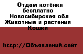 Отдам котёнка бесплатно - Новосибирская обл. Животные и растения » Кошки   